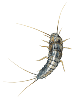 silverfish